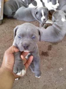 American Pit Bull Welpen Blueline