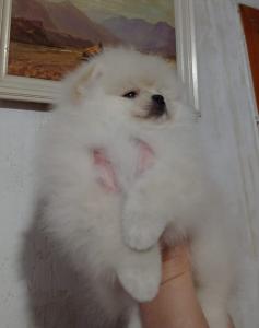 Pomeranian Zwergspitz schönes Welpenmädchen.
