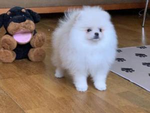 Süßen Pomeranian-Welpe