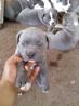 American Pit Bull Welpen Blueline