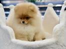 Pomeranian Spitz.