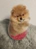 Pomeranian TeaCup Zwergspitz Welpe