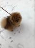 Pomeranian Zwergspitz Welpen