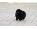 Schönen Schwarz Pomeranian -Welpen