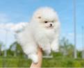Teddy Face Pomeranian (Zwergspitz) Welpe