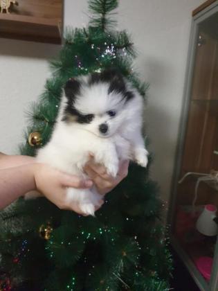 (Pomeranian Spitz Welpe Lisa)
