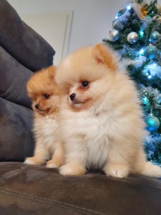 (Pomeranian Spitz Welpen)
