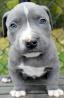 American Pit Bull Terrier-Prince