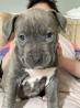 amstaff welpen