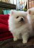 Charmante Reinrassigen Zwergspitz Pomeranian Welpe