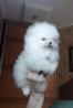 Teacup-Pomeranian Spitz-Welpe zu verkauf