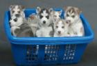 Meine Pomsky Welpen ziehen geeimpft, gechippt und mehrfach