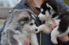 Siberian Husky Wurfplanung 2023