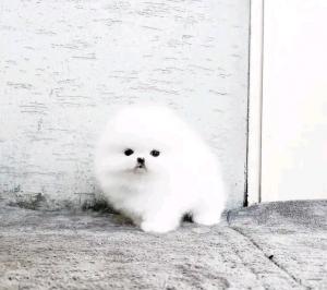Pomeranian Spitzwelpe