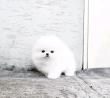 Pomeranian Spitzwelpe