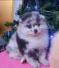Süßer Pomeranian Zwergspitz Welpe