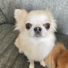 Chihuahua-Welpen