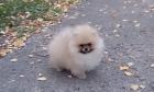 MINI Pomeranian Spitz Welpe