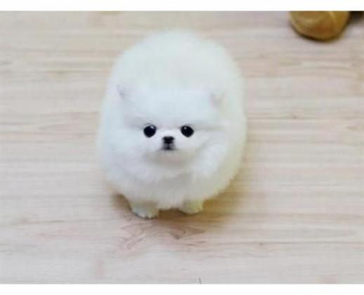 Pomeranian Zwergspitz boo weiss Welpe