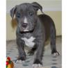 American Pit Bull Terrier Blueline