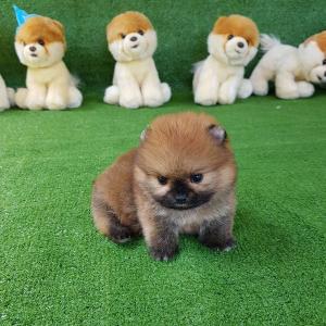 Teacup Pomeranian Spitz puppies For Your Kids